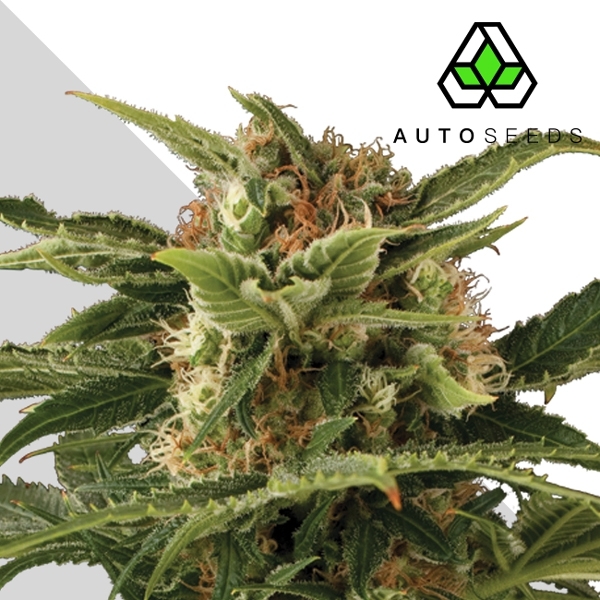 Auto Pounder (Auto Seeds) Feminiserede
