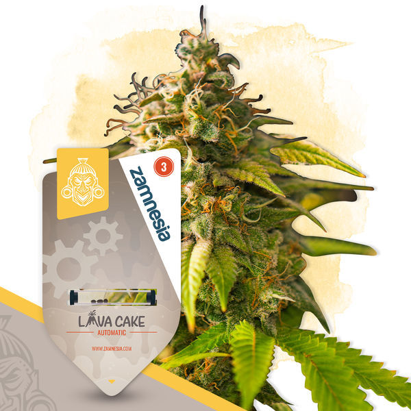 Små planter-pakke - Autoflower sorter