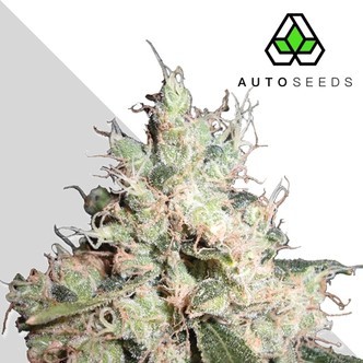 Hijack (Auto Seeds) feminiserede