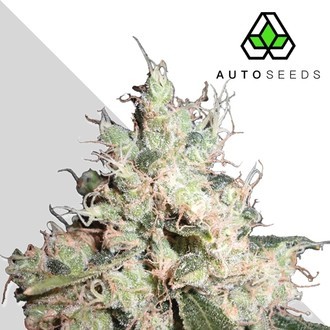 Hijack (Auto Seeds) Feminiserede