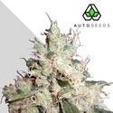 Hijack (Auto Seeds) Feminiserede