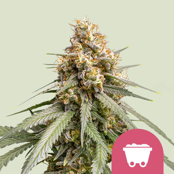 Shining Silver Haze (Royal Queen Seeds) Feminiserede