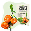Eksotisk frøpakke - Zammi's Farm