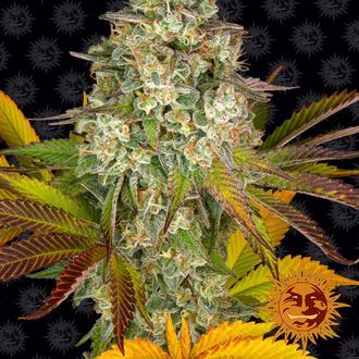 Cookies Kush Auto (Barney's Farm) Feminiserede