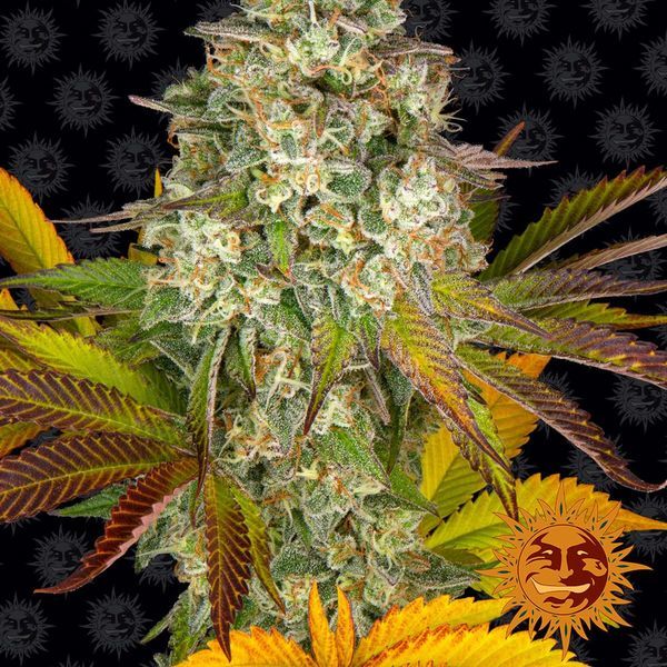 Cookies Kush Auto (Barney's Farm) Feminiserede