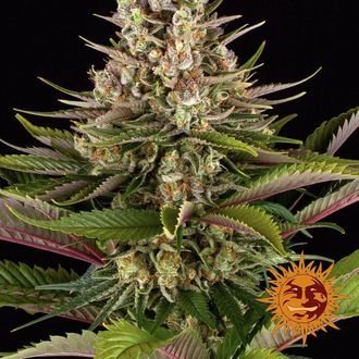 Sour Strawberry (Barney's Farm) Feminiserede