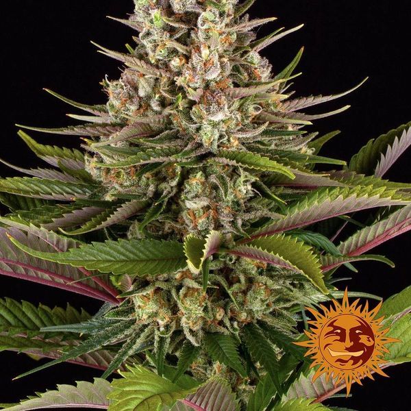 Sour Strawberry (Barney's Farm) Feminiserede