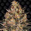 Lemon Drizzle (Barney's Farm) Feminiserede
