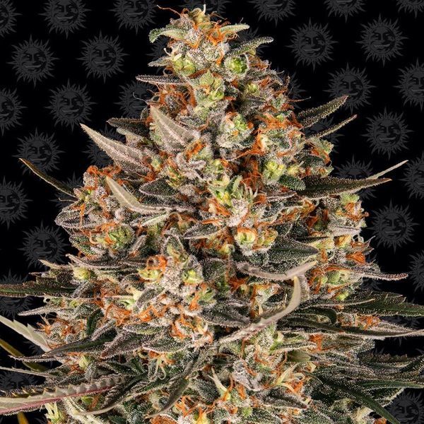 Lemon Drizzle (Barney's Farm) Feminiserede