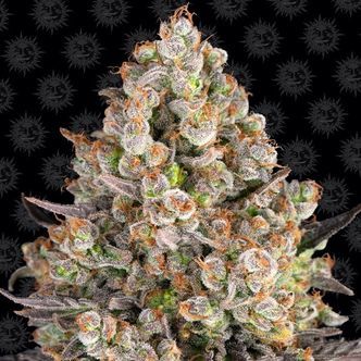 OG Kush (Barney's Farm) feminiserede cannabisfr&oslash;