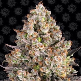 OG Kush (Barney's Farm) Feminiserede