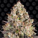OG Kush (Barney's Farm) Feminiserede