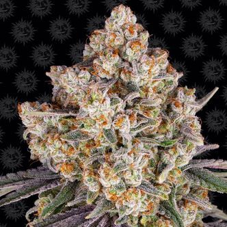 Ice Cream Cake (Barney's Farm) feminiserede cannabisfr&oslash;