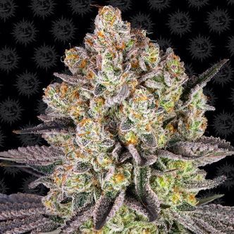 Runtz (Barney's Farm) feminiserede cannabisfr&oslash;