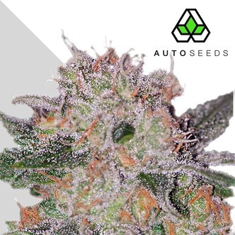 Trans Siberian (Auto Seeds) feminiserede cannabisfr&oslash;