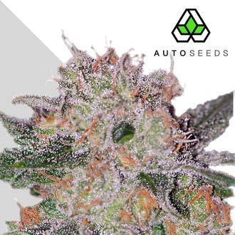 Trans Siberian (Auto Seeds) Feminiserede