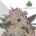 Trans Siberian (Auto Seeds) Feminiserede