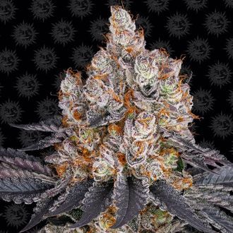 Gelato (Barney's Farm) Feminiserede
