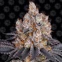 Gelato (Barney's Farm) Feminiserede