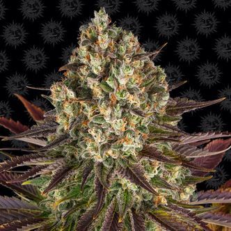 Biscotti (Barney's Farm) feminiserede cannabisfr&oslash;