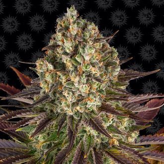 Biscotti (Barney's Farm) Feminiserede