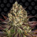 Biscotti (Barney's Farm) Feminiserede