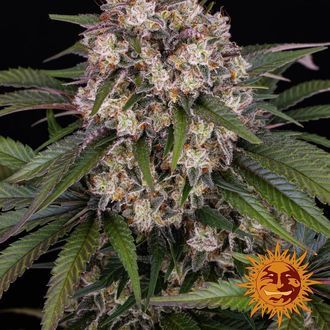 OG Kush Auto (Barney's Farm) Feminiserede
