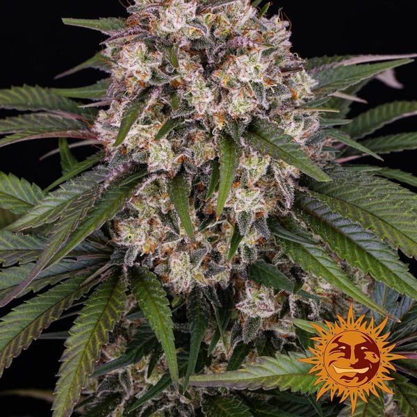 OG Kush Auto (Barney's Farm) Feminiserede