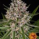 Lemon Haze Auto (Barney's Farm) Feminiserede