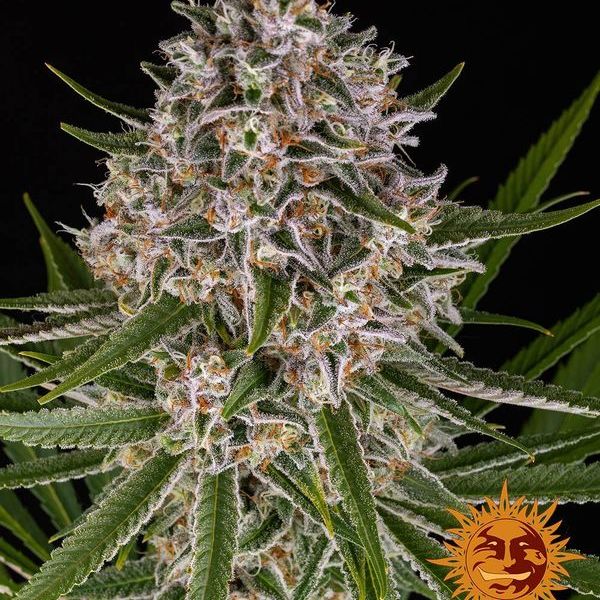 Lemon Haze Auto (Barney's Farm) Feminiserede