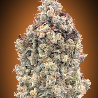 Auto Watermelon OG (Advanced Seeds) Feminiserede