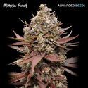 Mimosa Punch (Advanced Seeds) Feminiserede