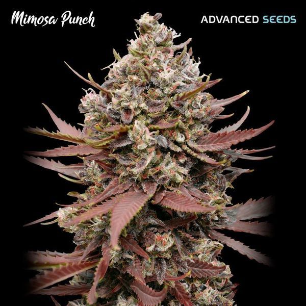 Mimosa Punch (Advanced Seeds) Feminiserede