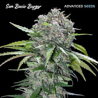 San Bacio Burger (Advanced Seeds) Feminiserede