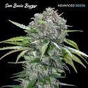 San Bacio Burger (Advanced Seeds) Feminiserede