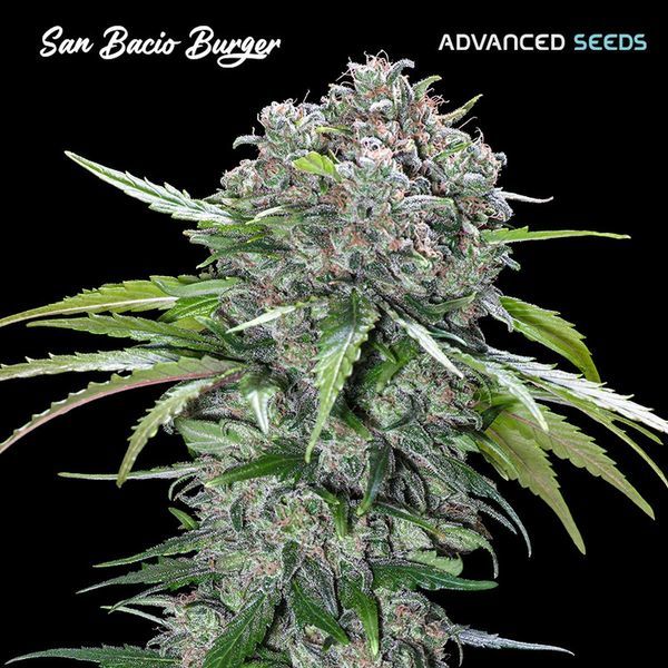 San Bacio Burger (Advanced Seeds) Feminiserede
