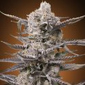 Watermelon OG (Advanced Seeds) Feminiserede