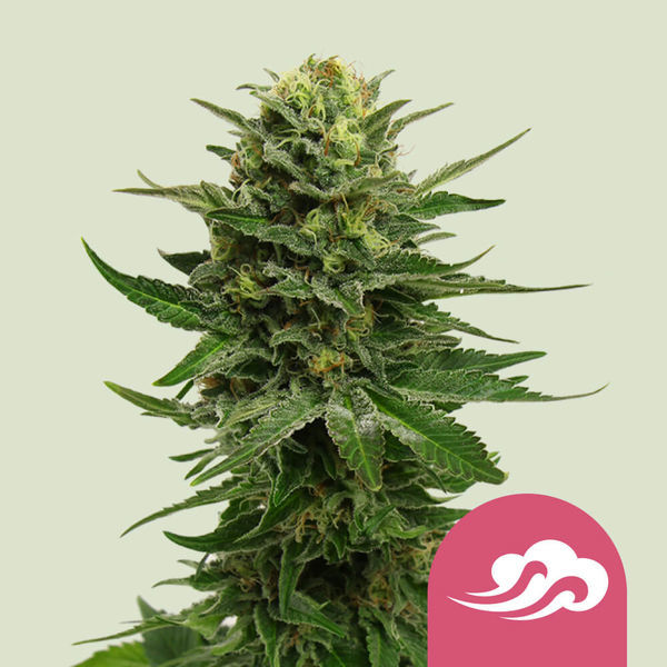 Blue Mystic (Royal Queen Seeds) Feminiserede