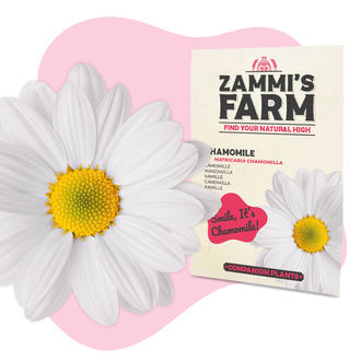 Urtete-frøpakke – Zammi's Farm