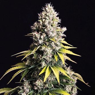 Lemon Cream Kush Automatic (Spliff Seeds) Feminiserede