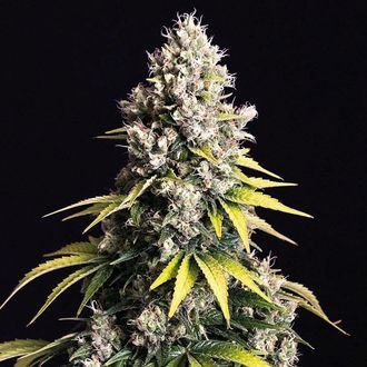 Lemon Cream Kush Autoflower (Spliff Seeds) Feminiserede