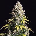 Lemon Cream Kush Autoflower (Spliff Seeds) Feminiserede