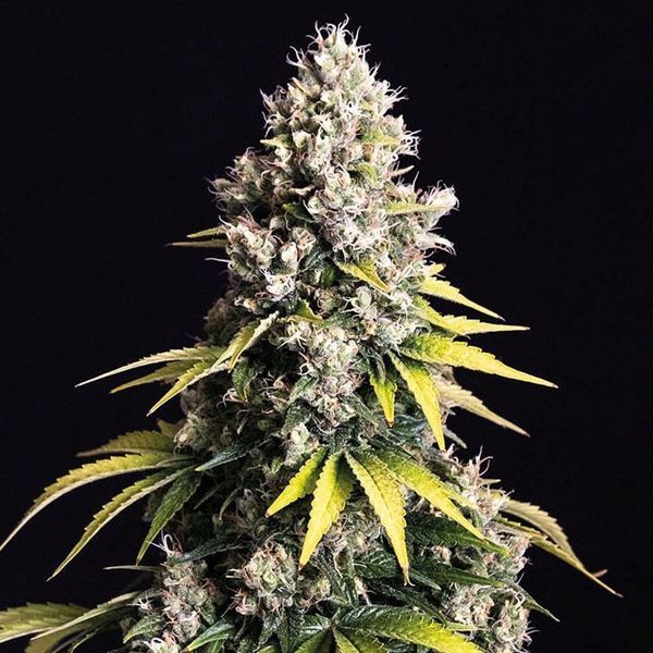 Lemon Cream Kush Autoflower (Spliff Seeds) Feminiserede