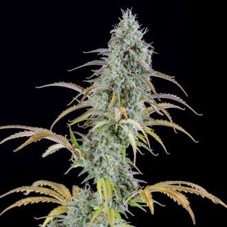 AK Autoflower (Spliff Seeds) Feminiserede