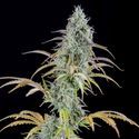 AK Autoflower (Spliff Seeds) Feminiserede