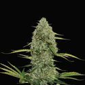 Mega Power Plant Autoflower (Spliff Seeds) Feminiserede