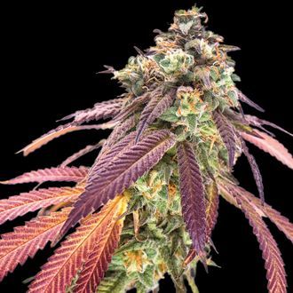 Amnesiac Autoflower (Spliff Seeds) Feminiserede