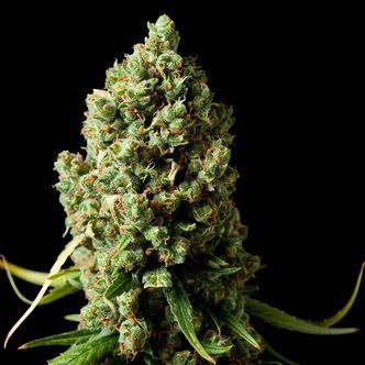 Amnesiac (Spliff Seeds) feminiserede cannabisfr&oslash;