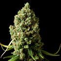 Amnesiac (Spliff Seeds) Feminiserede