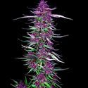 Purple Berry Kush (Spliff Seeds) Feminiserede